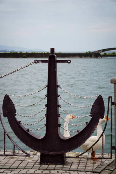 Ördekler gölün kenarında mola veriyor..