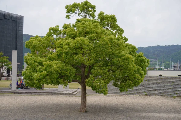 Bahar boyunca Kansai bölgesinde Japon orman yolu seçildi..
