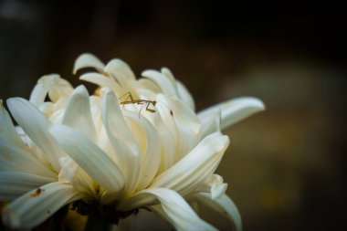 Yeni doğmuş peygamberdevesi beyaz bir çiçeğe poz vermiş..