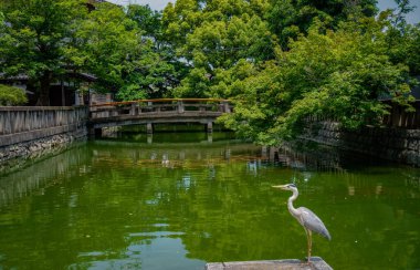 Geleneksel Japon bahçesi ve vahşi yaşam manzarası