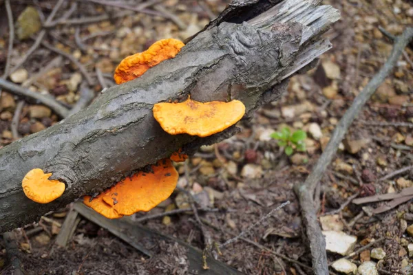 Ağaçta yetişen renkli mantarlar