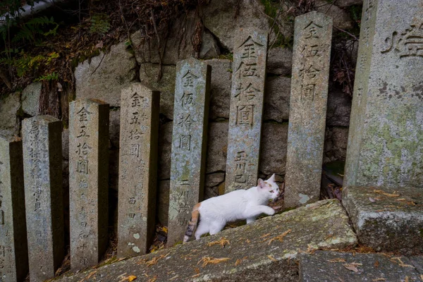 仏教寺院内の柱の横を歩く猫 — ストック写真