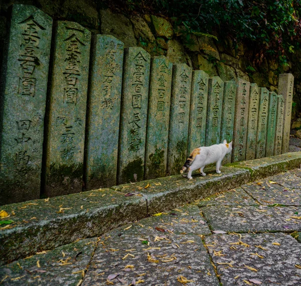 Japon kedisi Budist tapınağının içinde sütunlar boyunca yürüyor..