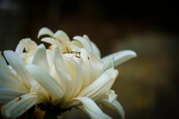 Yeni doğmuş peygamberdevesi beyaz bir çiçeğe poz vermiş..
