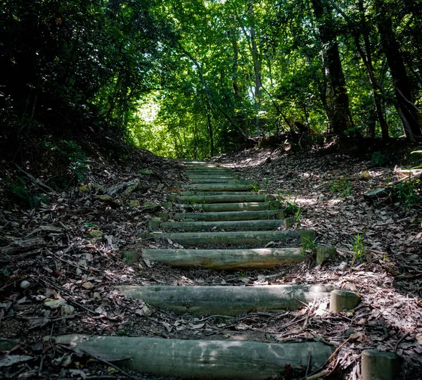 Bahar boyunca Kansai bölgesinde Japon orman yolu seçildi..