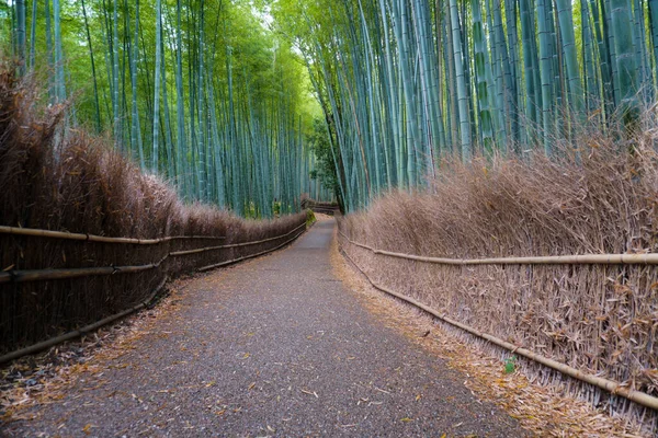 Japonya, Kyoto 'daki Arashiyama Ormanı. Bambu Ormanı.