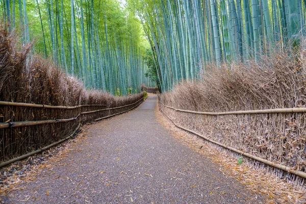 Japonya, Kyoto 'daki Arashiyama Ormanı. Bambu Ormanı.