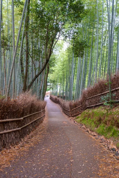 Japonya, Kyoto 'daki Arashiyama Ormanı. Bambu Ormanı.