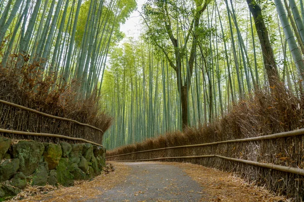 Japonya, Kyoto 'daki Arashiyama Ormanı. Bambu Ormanı.