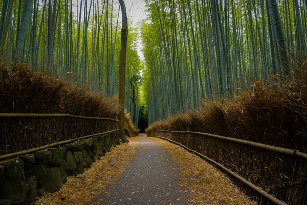 Japonya, Kyoto 'daki Arashiyama Ormanı. Bambu Ormanı.