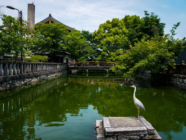 Jardim Japonês Tradicional Paisagem Com Vida Selvagem — Fotografia de Stock