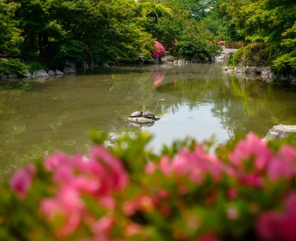 Geleneksel Japon bahçesi ve vahşi yaşam manzarası