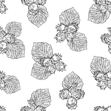 Elle çizilmiş filbert tarzı meyvesiz. Vektör arkaplanı.