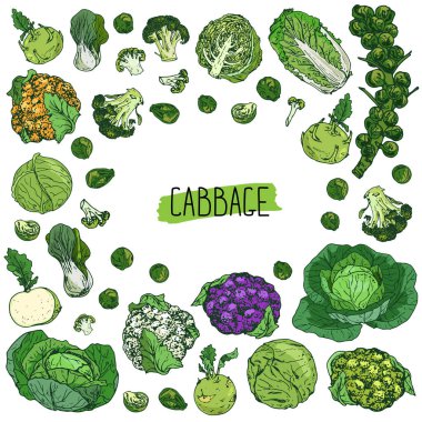 El çizimi lahana seti. Lahana, kohlrabi, Brüksel lahanası (dal ve tek), brokoli, portakal, yeşil ve mor karnabaharlar, napa lahanası ve bok choy. Renk arkaplanı.