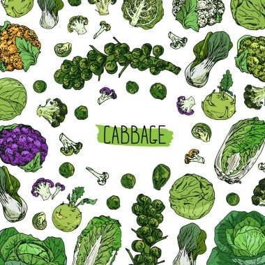 El çizimi lahana kapağı. Beyaz, yeşil ve mor lahana, kohlrabi, Brüksel lahanası (dal ve tek), brokoli, turuncu, yeşil ve mor karnabahar, Napa lahanası ve bok choy.