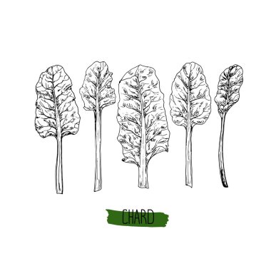 El çizimi çizimi çizim seti. Vektör illüstrasyonu.