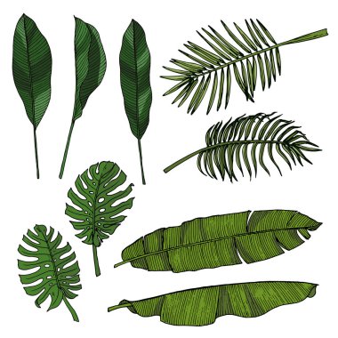 El çizimi tropikal yapraklar hazır. Renk illüstrasyonu.