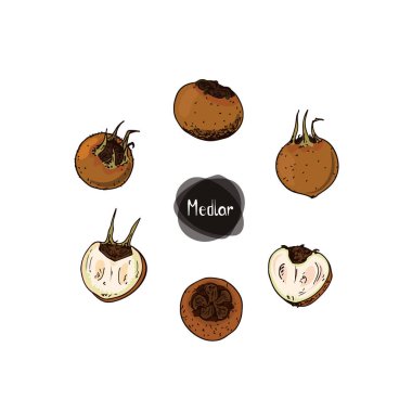 Beyaz arka planda el çizimi medlar. Germen (yaygın) medlar seti. Renk illüstrasyonu.