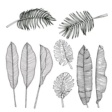 El çizimi tropikal yapraklar hazır. Vektör illüstrasyonu.