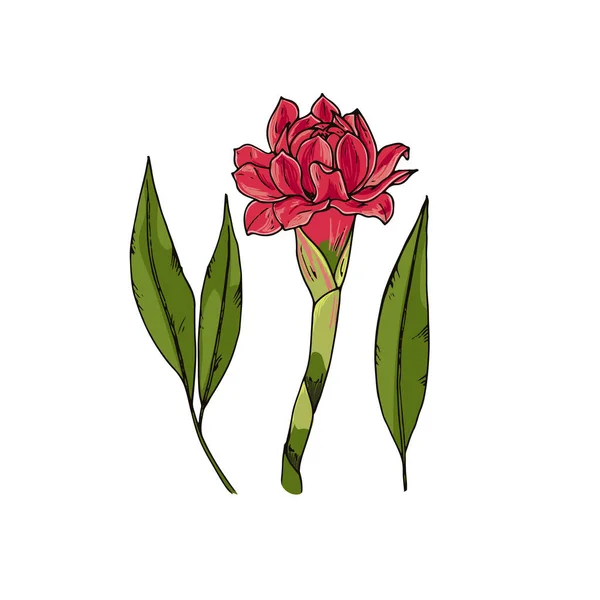 Hand Drawn Sketch Style Ginger Flower Leaves Color Illustration — Stock Vector