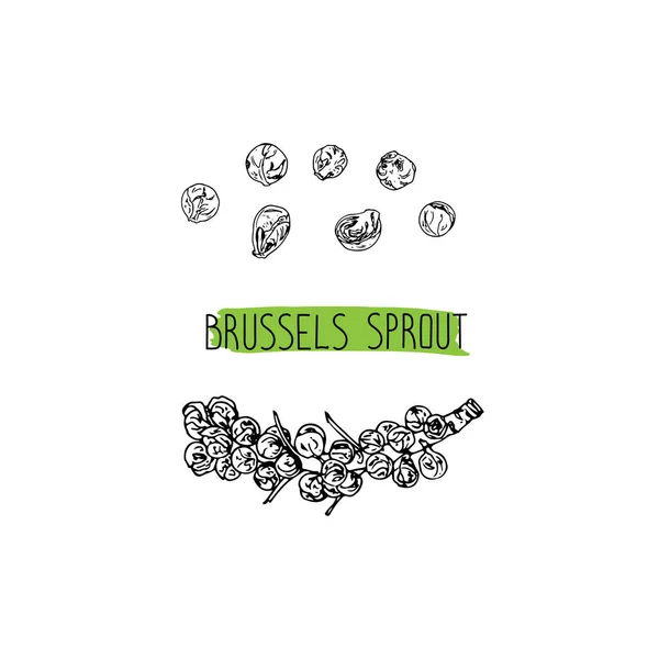 Esquisse Dessinée Main Ensemble Choux Bruxelles Illustration Vectorielle — Image vectorielle