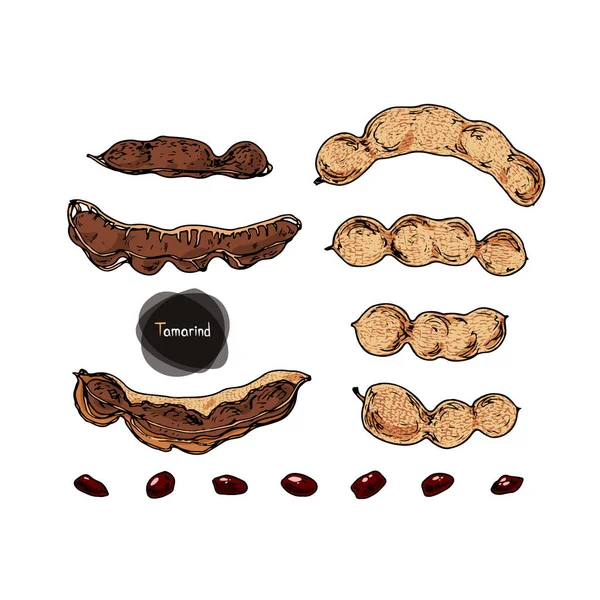 Stile Schizzo Disegnato Mano Tamarind Frutta Set Illustrazione Colore — Vettoriale Stock