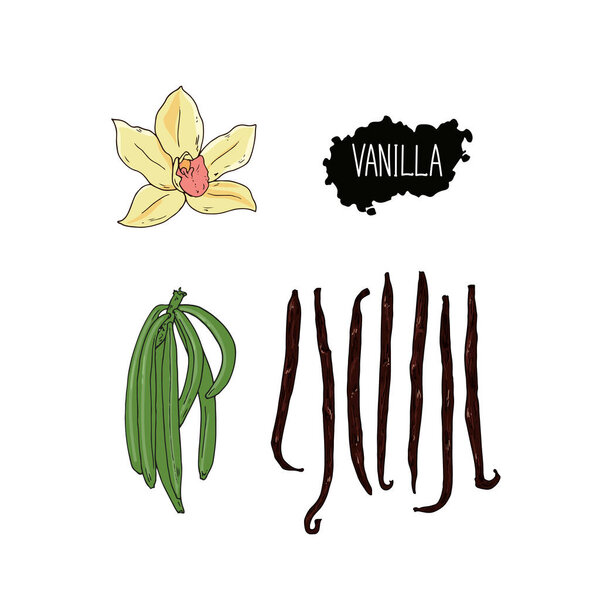 Ручной рисунок в стиле ванили. Цветная иллюстрация
.