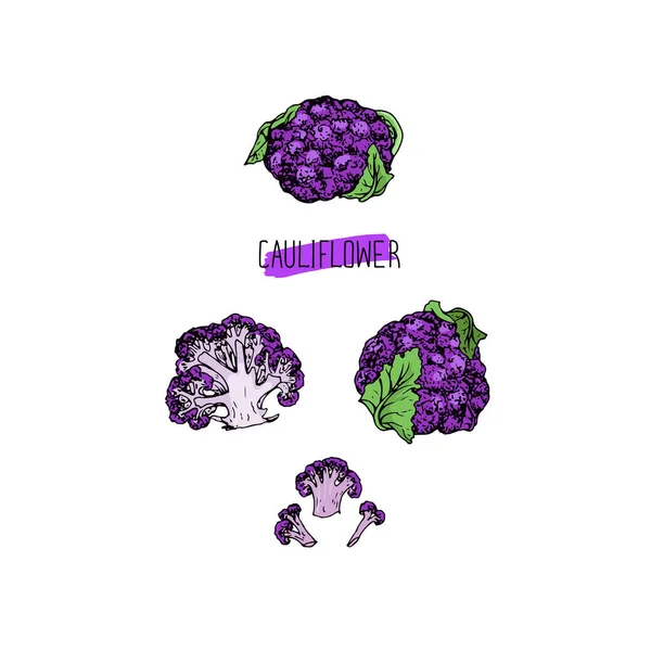 Dibujo Dibujado Mano Estilo Púrpura Conjunto Coliflor Ilustración Color — Vector de stock