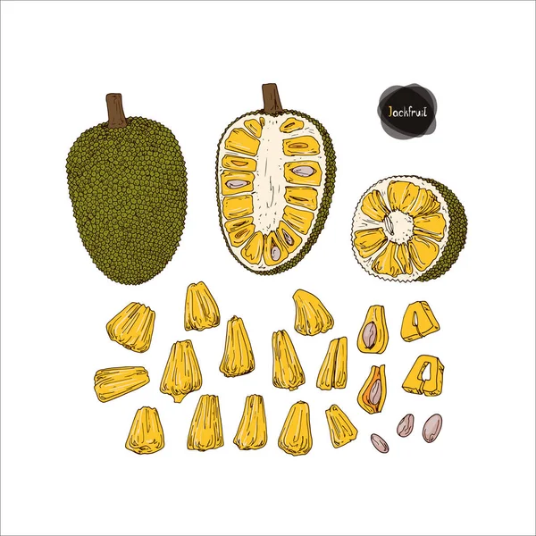 Esquisse Dessinée Main Style Jackfruit Mûr Ensemble Illustration Couleur — Image vectorielle