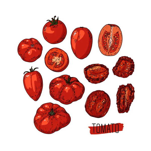 Ručně Kreslené Náčrtek Styl Červená Rajčata Set Zralý Nakrájený Rajče — Stockový vektor