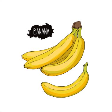 El çizimi, çizim tarzı muz seti. Bir muz dalı. Renk illüstrasyonu. 