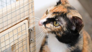 Dışarıya bakan siyah turuncu kedinin portre yüzü..