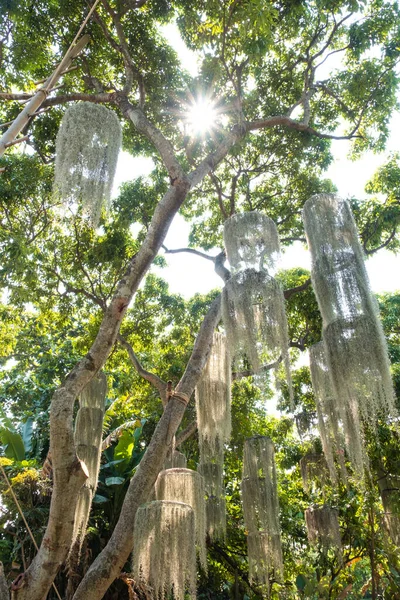 泰国绿树成荫 绿树成荫 绿树成荫 春夏的阳光透过高高的树冠照射在树枝上 绿树成荫 — 图库照片