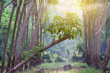 Doğa ağaçlarının manzara manzarası sabahları kauçuk tarlalarda bitki örtüsü Güney Tayland 'da güneş ışığı ile birlikte..