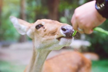 Tayland Hayvanat Bahçesi 'nin parkında sebze yiyen şirin geyik portresi. Mutlu hayvanı besliyor.. 