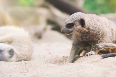 Tayland hayvanat bahçesindeki kumsalda oynayan mirket portresi 