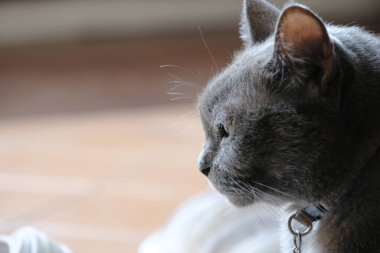 Evden dışarı bakan sevimli bir kedinin portresi.