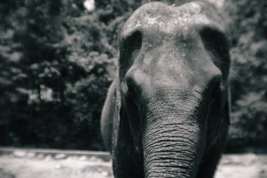Tayland hayvanat bahçesindeki güzel büyük filin portresi. Siyah ve beyaz renkler