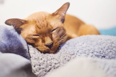 Güzel kedi battaniye yatağında uyuyor..