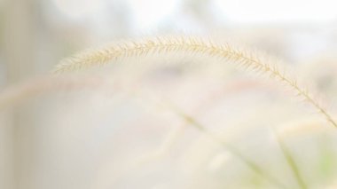 Güzel çim çiçeklerini kapat çayır manzarası Parlayan güneş ışığı arka planı altında, Vintage sonbahar manzarası.