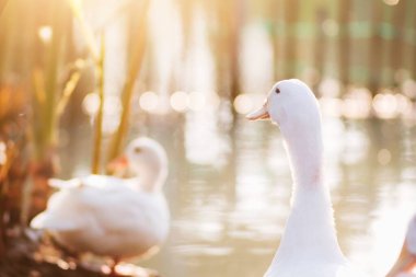 Parktaki gölün kenarındaki güzel beyaz ördeğin portresi turuncu güneş ışığı ve bulanık arka planla.