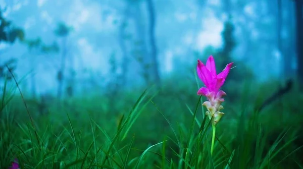 Schöne Natürliche Rosa Blume Siam Tulpen Oder Dok Krachiao Mit — Stockfoto