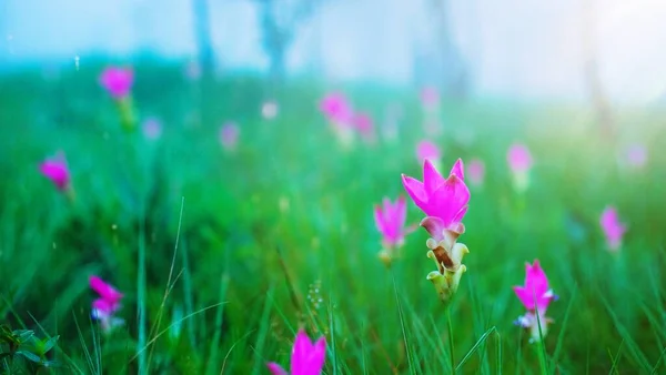 Belle Fleur Rose Naturelle Siam Tulipes Dok Krachiao Avec Fond — Photo