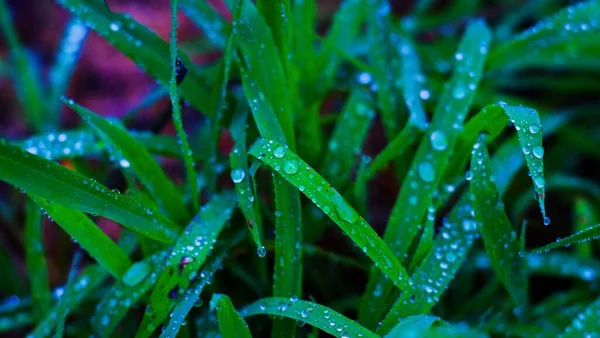 Nahaufnahme Schöne Frische Grüne Rasenfläche Mit Wassertropfen Nach Dem Regen — Stockfoto