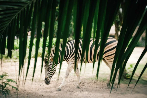 Retrato Animal Joven Cebra Blanca Negra Parque Nacional Del Zoológico — Foto de Stock