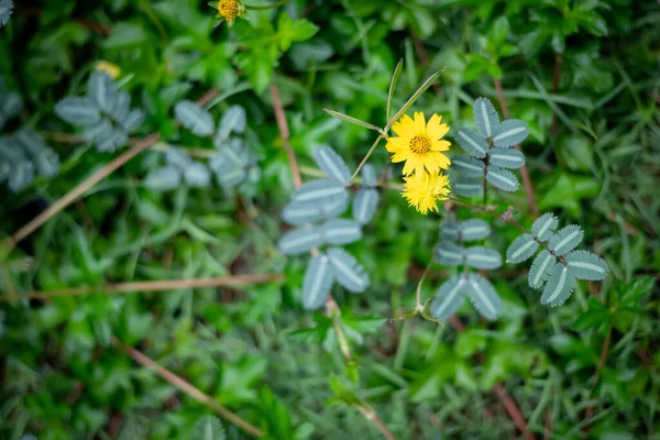 美丽的淡黄色花朵绽放在绿草原野的自然花园里 — 图库照片