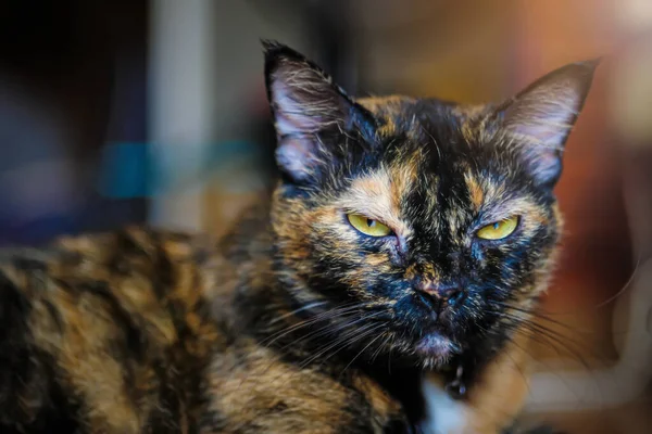 Retrato Frontal Retrato Gato Gruñón Enojado Infeliz Mirando Directamente Cámara — Foto de Stock