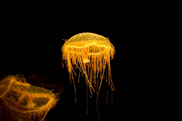 Όμορφη Orange Μέδουσες Pacific Θάλασσα Τσουκνίδα Chrysaora Fuscescens Κίνηση Των — Φωτογραφία Αρχείου