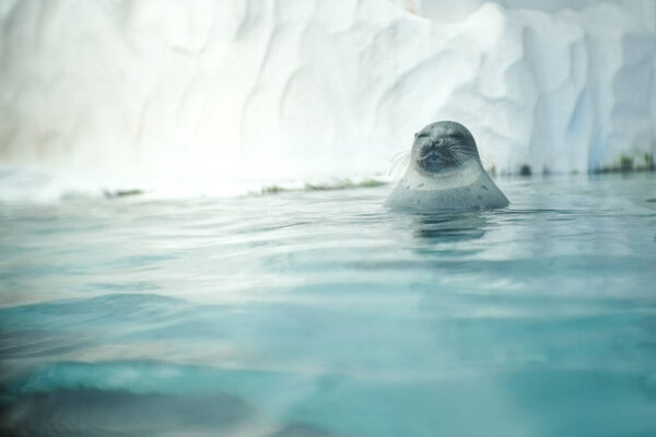 Portrait funny young cute fat animal seal close eyes lazy sleeping relaxing resting lying alone on nature water surface sea with snow frozen iced background.