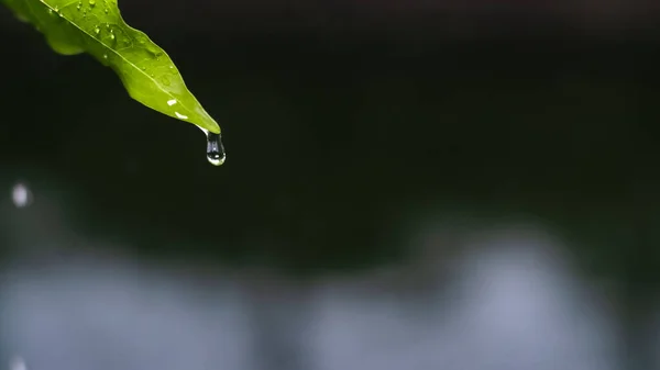 Στενή Σταγόνα Βροχής Που Πέφτει Από Πράσινο Φύλλο Σκούρο Φόντο — Φωτογραφία Αρχείου